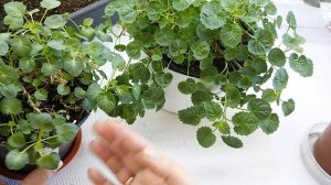 Прищипка кампанул весной