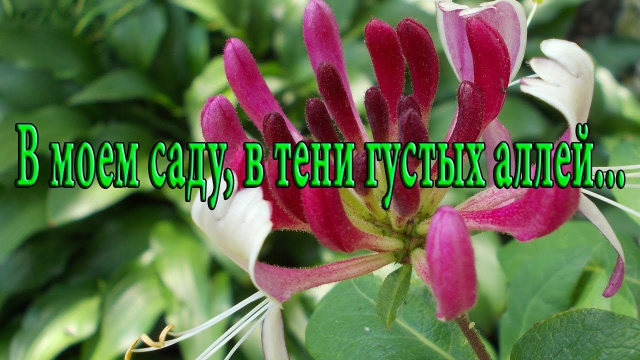 В моём саду, в тени густых аллей*   Июнь