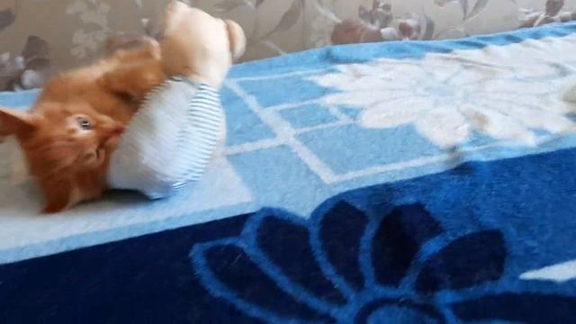 РЫЖИЙ КОТ ЛЁВА НАШЁЛ ДРУГА / Игрушка для котёнка смотреть онлайн