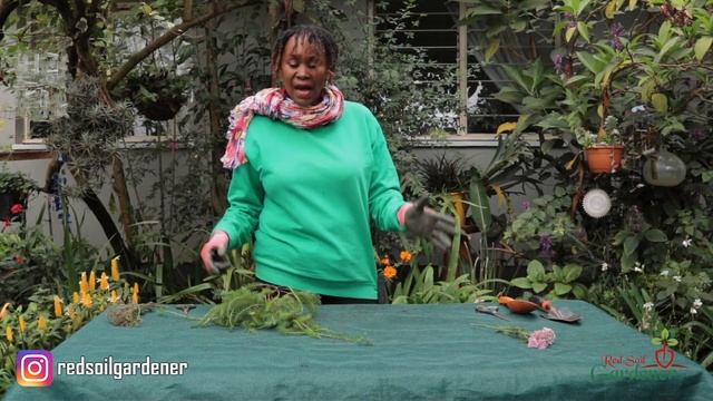 Yarrow - Achillea Millefolium. Learn Easy Propagation Tips and Plant Care of this beautiful plant. смотреть онлайн