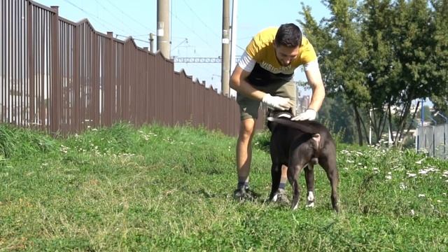 Дрессировка собак Минск и Минская область | Кинолог Минск +375 25 710 20 41 дрессировка.бел смотреть онлайн