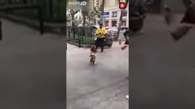 В Китае появилась новая звезда интернета - собака, которая почти всегда бегает на задних лапах. смотреть онлайн