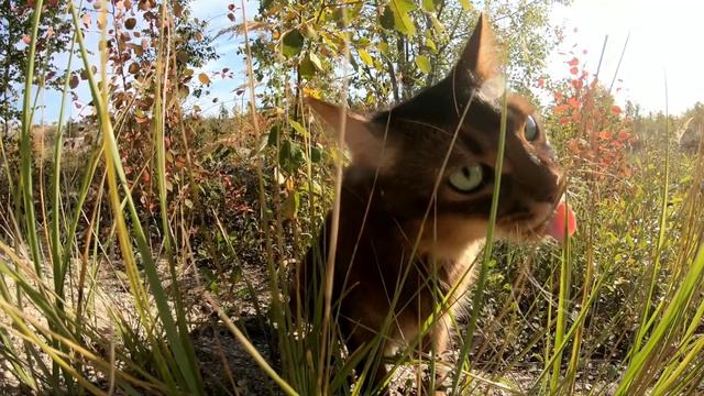 Травы много не бывает... смотреть онлайн