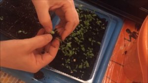 РАТИБИДА от и до - посев, всходы, пикировка, посадка в открытый грунт.