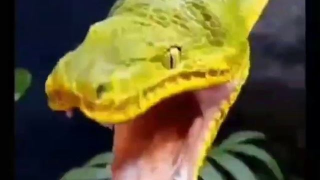 Adorable Emerald Tree Boa Yawning!!!