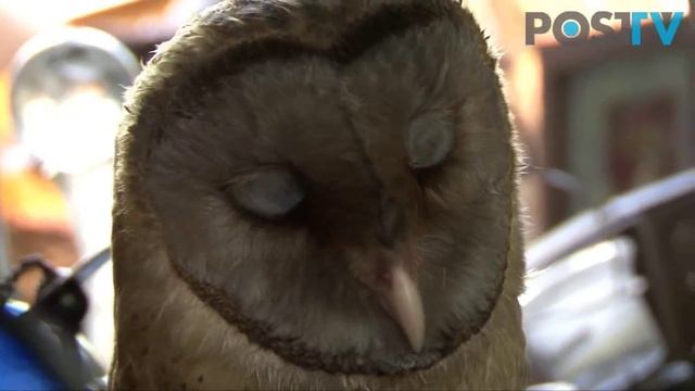 #10 "Сова, Колдунья и Хрустальный шар" смотреть онлайн