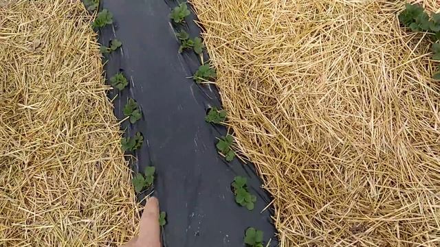 Клубника фриго , вся правда. смотреть онлайн