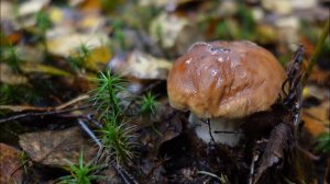 Грибная разведка 29 сентября 2022. Всеволожский район.