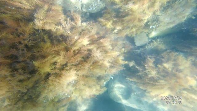 2020.07 Крым подводные сьёмки смотреть онлайн