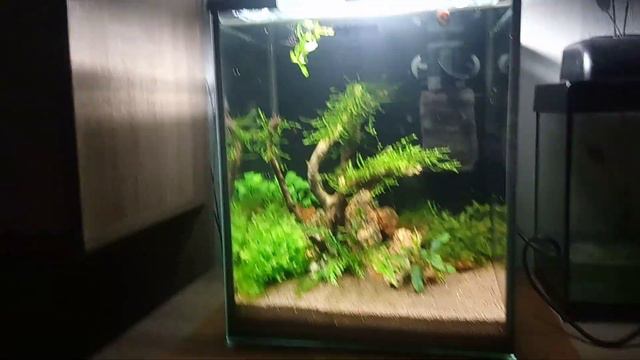 Креветочник 20 литров 1 месяц после запуска смотреть онлайн