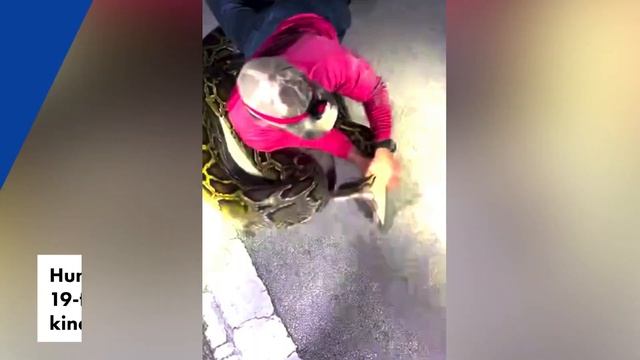 19-foot Burmese python is longest ever caught in Florida: ‘Very chaotic’ смотреть онлайн