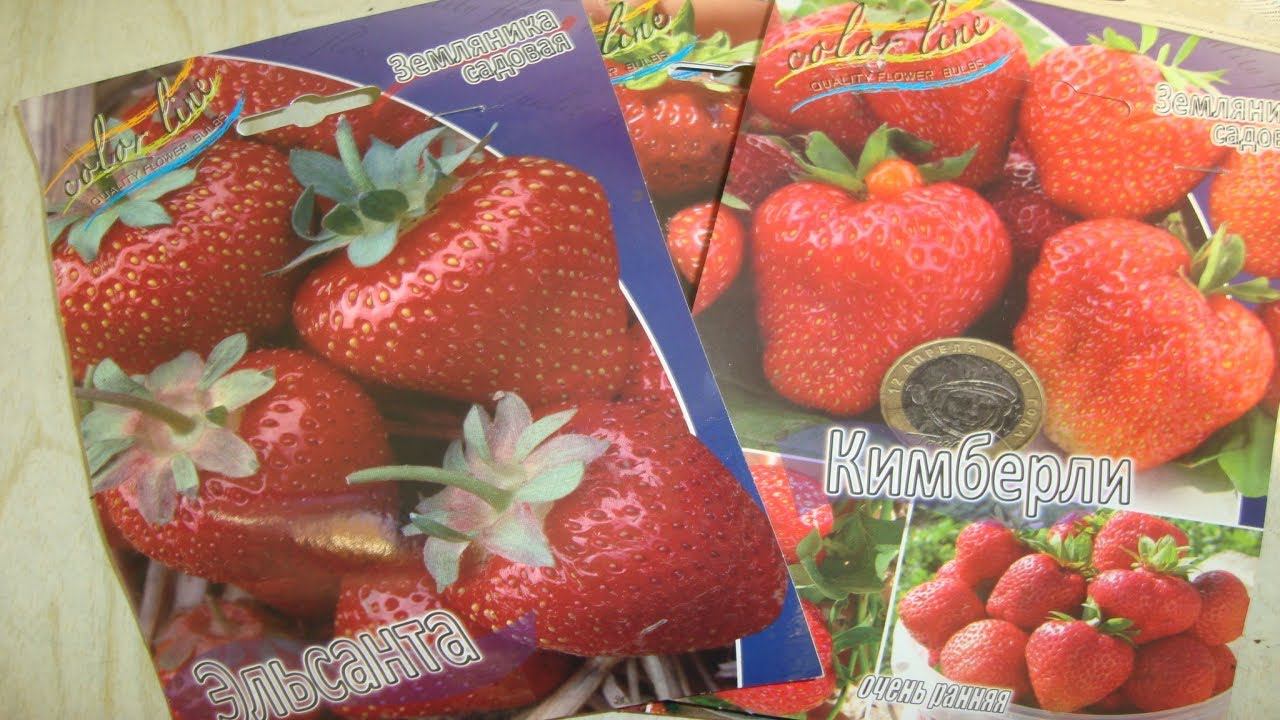 КАК СОХРАНИТЬ ЗЕМЛЯНИКУ ФРИГО ДО ВЫСАДКИ В ОТКРЫТЫЙ ГРУНТ СИБИРЬ 2 АПРЕЛЯ смотреть онлайн