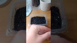 Гипоэстет Капли Акварели. Посев семян гипоэстеса в домашних условиях.