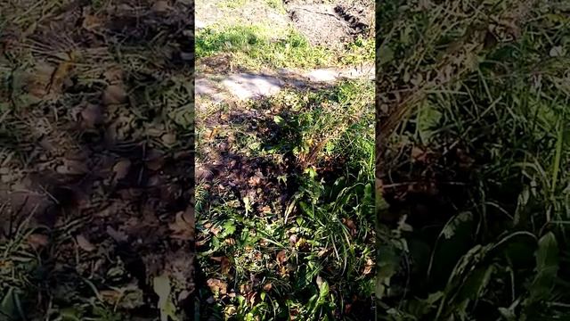 переделываем старую дачу смотреть онлайн