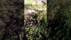 переделываем старую дачу