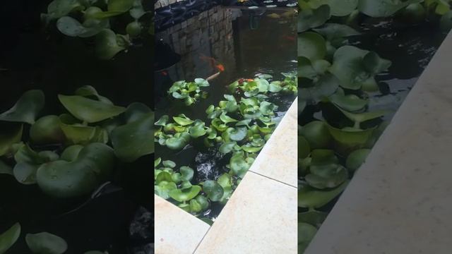 Карпы кои обгрызают водный гиацинт смотреть онлайн