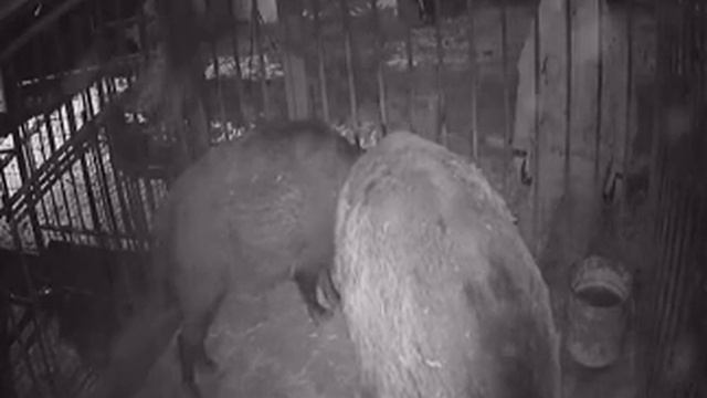 Секач монстр в холке 120см единоличник, всё только ему. смотреть онлайн