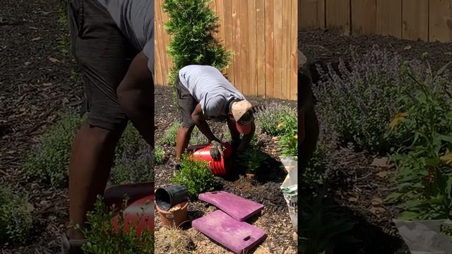 Planting PowWow®️ White Echinacea (part 2) смотреть онлайн