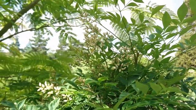 Нандина домашняя (дат. Himmelsk bambus, лат. Nandina domestica) в ботаническом сад г. Орхус, Дания смотреть онлайн