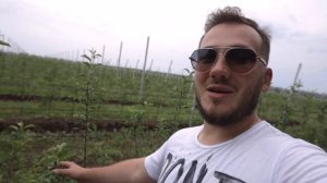 Защита промышленного сада от вредителей. Подготовка почвы к посадке нового сада / Антон Пермяков