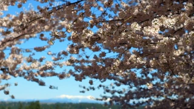 Sakura and Cascade Range смотреть онлайн
