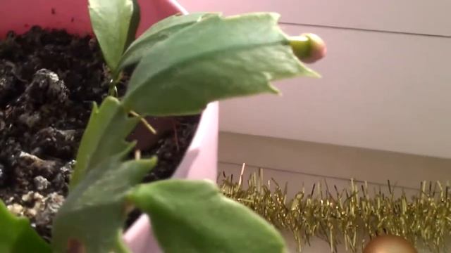 Условия для цветения Рождественника. Укоренение в грунте. смотреть онлайн