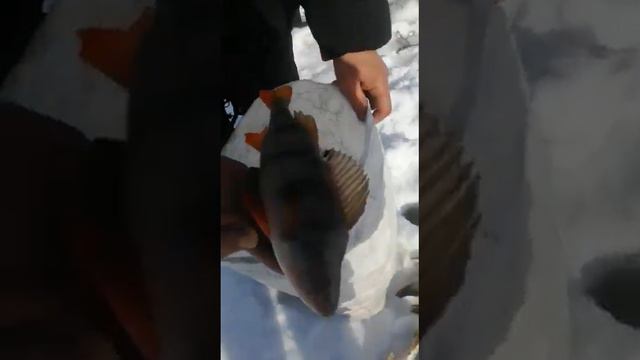 Ловля щуки на жерлицы, лески трещат смотреть онлайн