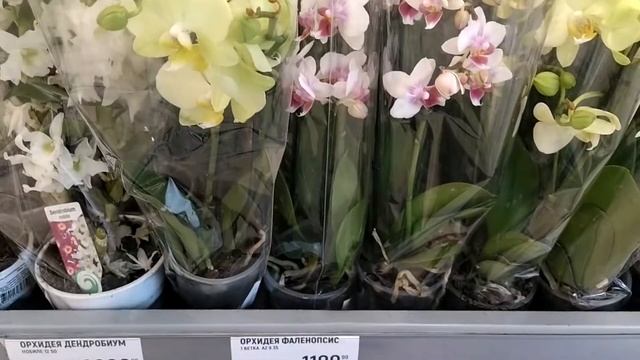орхидеи Горизонт, Торино в Глобусе цены Космос ((( смотреть онлайн