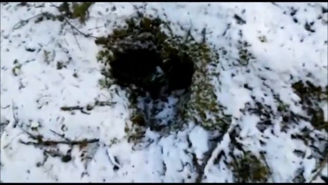 лесные ослы,отдых,русские смотреть онлайн