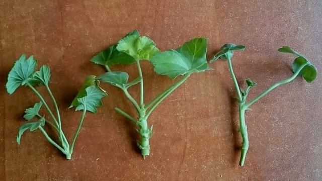 Выращивание герани в домашних условиях смотреть онлайн