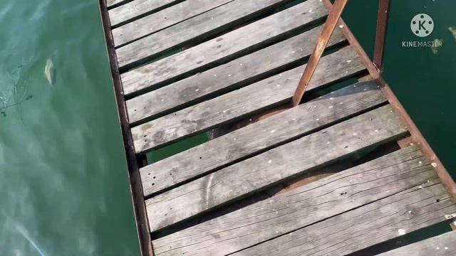 Дикий клев карпа. #карп утащил дорогую удочку в воду. смотреть онлайн