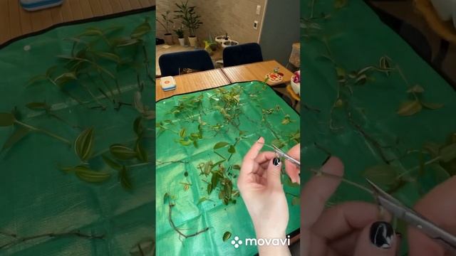 Традесканция на гидропонике. Пересадка. Черенкование. смотреть онлайн