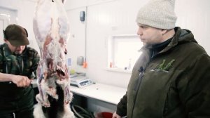 Разделка туши косули, лани после охоты! КАК ПРАВИЛЬНО РАЗОБРАТЬ косулю? Охота в Беларуси