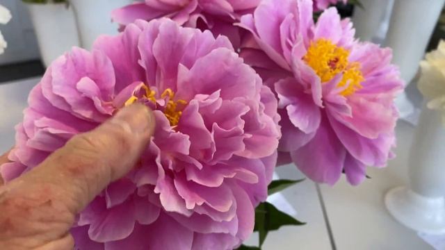 Peony My Petite Cherie пион Май Петит Черри.Просто супер пион!Низкий, крепкий! Обильно цветущий! смотреть онлайн