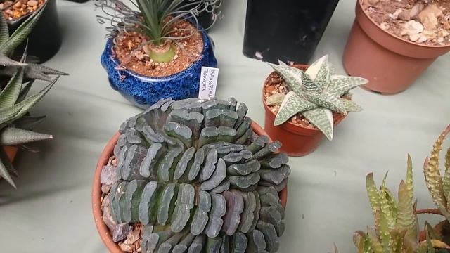 Выставка Кактусов?Лето 2018г.часть1. смотреть онлайн