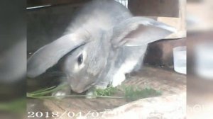 #хозяйство #ПХ #кролики #кролиководство#кроликфландер .Все о кролике Фландер