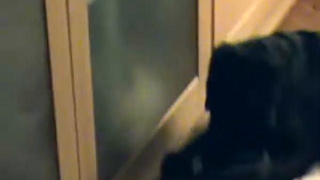Мы любим кушать тапочки... Лабрадор Василиса смотреть онлайн