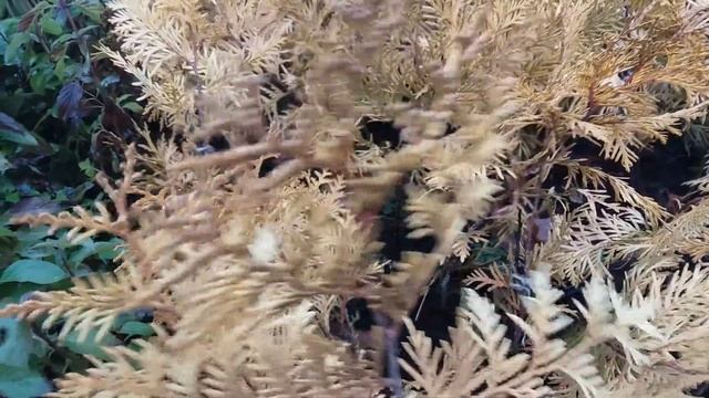Туя "Пірамідаліс Ауреа" смотреть онлайн