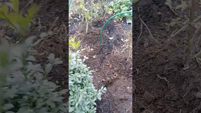 Готовлю розы к зиме смотреть онлайн