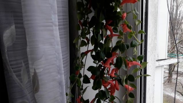 Комнатные растения/цветы. Мои тонкости ухода за эсхинантусом смотреть онлайн