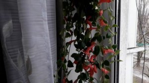 Комнатные растения/цветы. Мои тонкости ухода за эсхинантусом