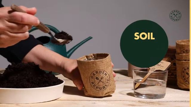 GARDEN REPUBLIC Bonsai Tree Seed Starter Kit | Amazon смотреть онлайн