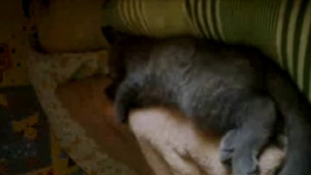 Коту снится страшный сон . смотреть онлайн