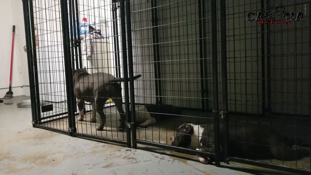 American Bully Rant: (Episode 2 of 4) The Royal Truth - Code of Ethics? смотреть онлайн