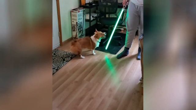 Corgis - Cute Animals v33 #cute #dog #corgi смотреть онлайн