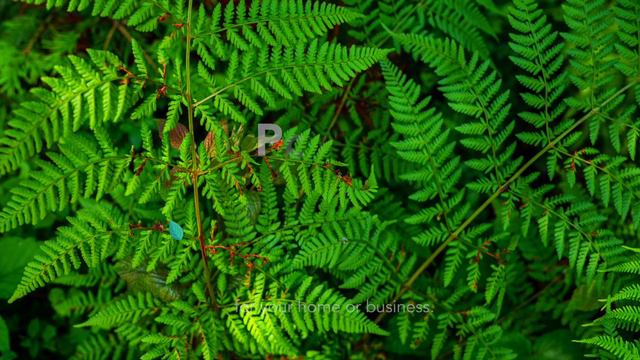 Ferns Removes Powerful Toxins From Soil, Even Arsenic смотреть онлайн