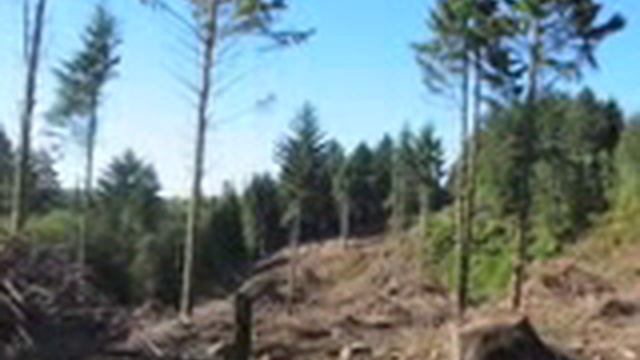 Restoring sustainable forests of the Pacific Northwest смотреть онлайн