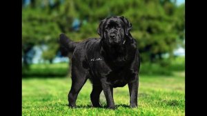 Английский и Американский типы лабрадоров. Чем отличаются?