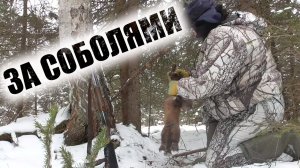 Один в тайгу на промысел Охота на соболя капканами