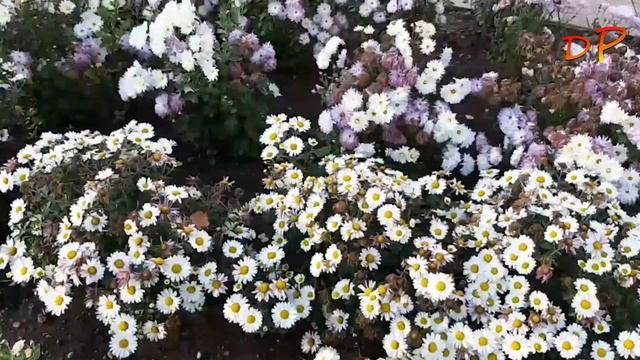 Коллекции хризантем, многолетних астр и безвременников (ЮУБСИ, осень 2022 г., Часть 3). смотреть онлайн